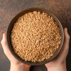 Wheat
